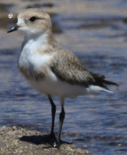 Puna Plover - ML582899161