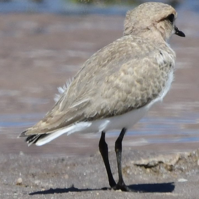 Puna Plover - ML582899331