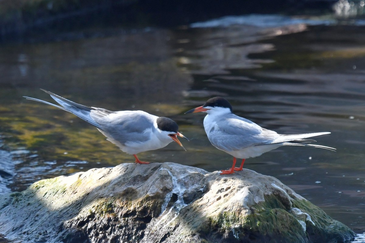 Forster's Tern - ML582900591