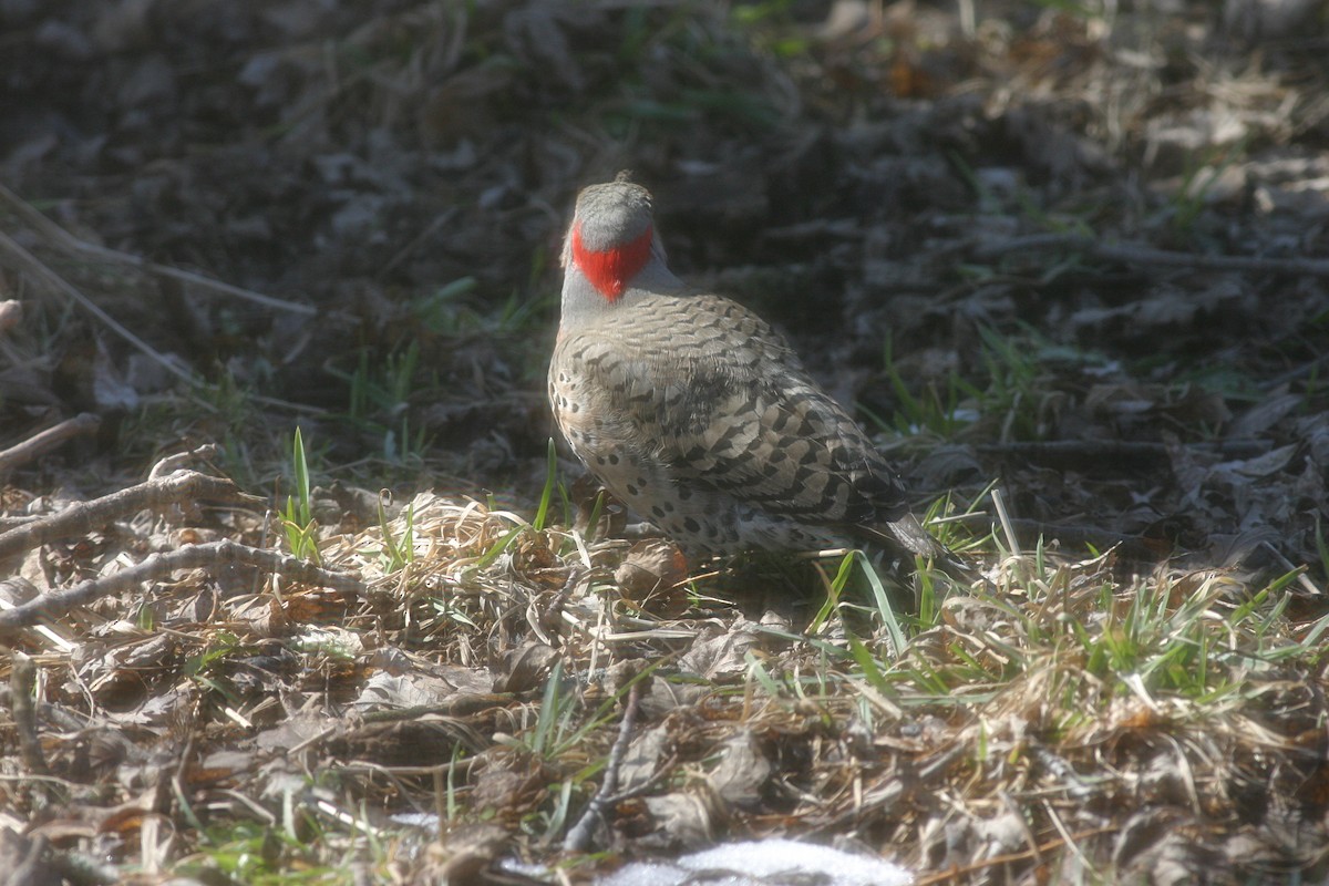 Northern Flicker - ML582900661