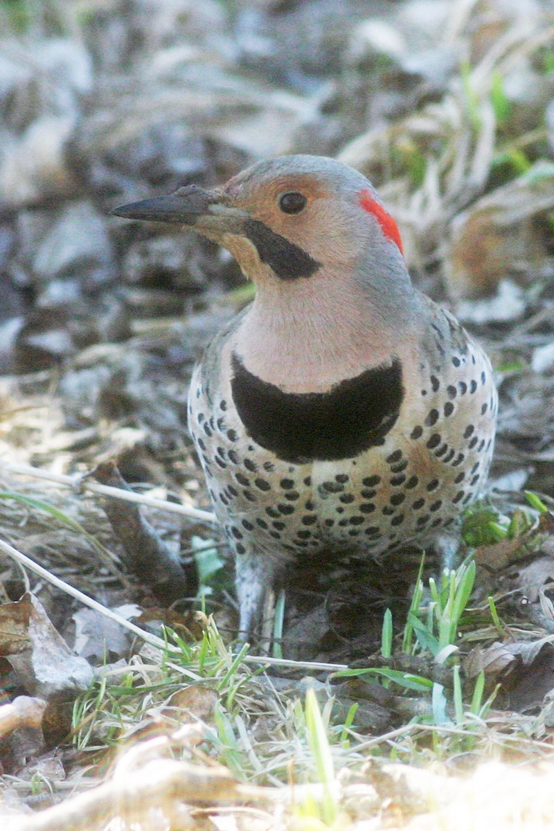 Northern Flicker - ML582900671