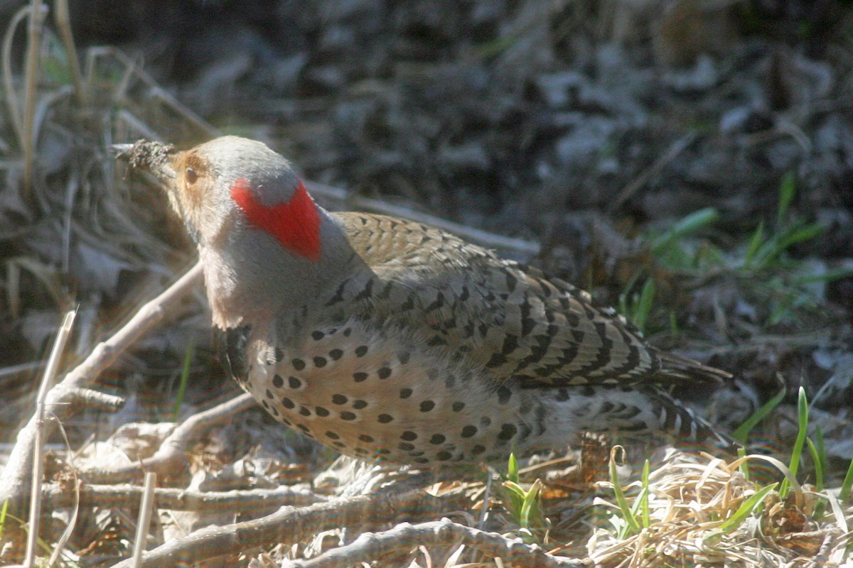 Northern Flicker - ML582900681