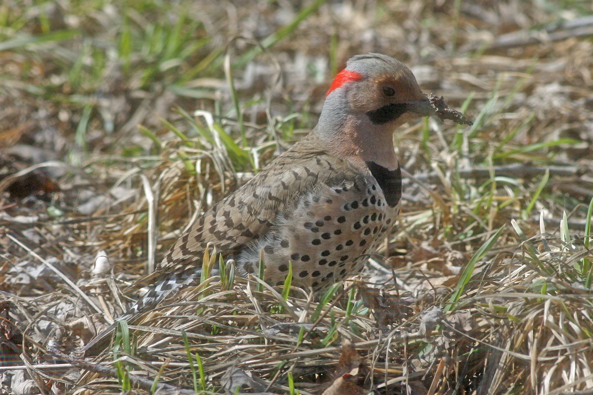 Northern Flicker - ML582900691
