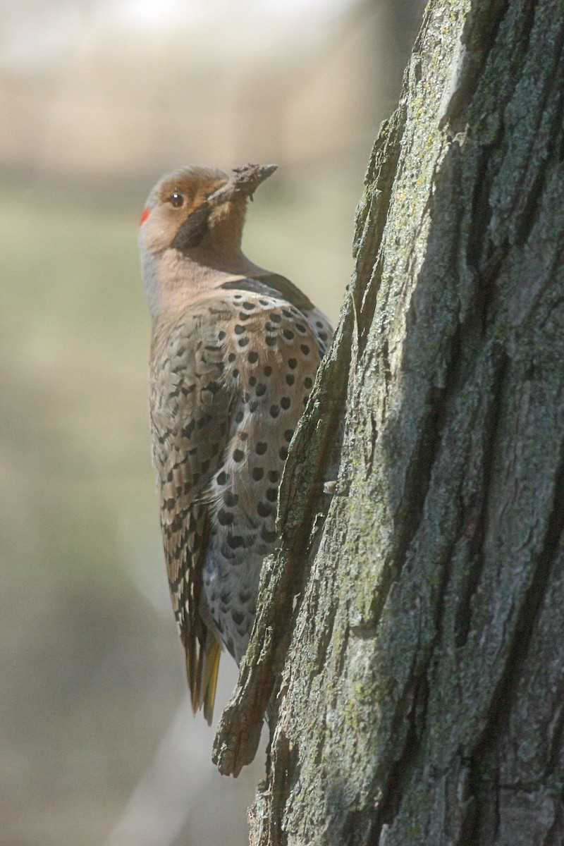 Northern Flicker - ML582900701