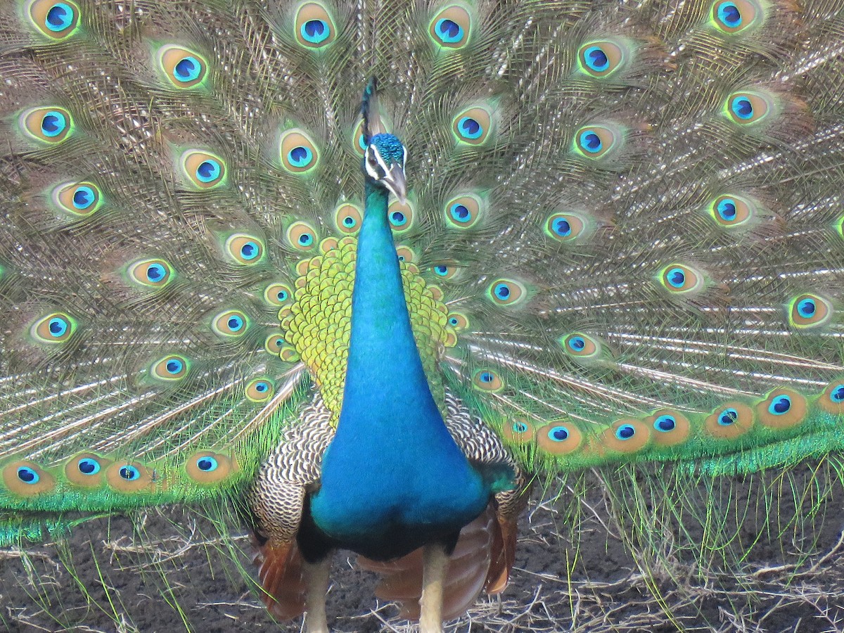 Indian Peafowl - ML58290081