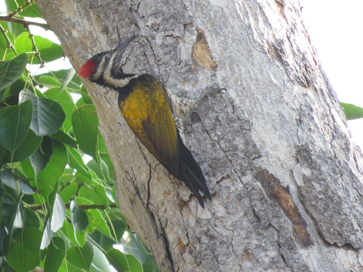 Black-rumped Flameback - ML58290161