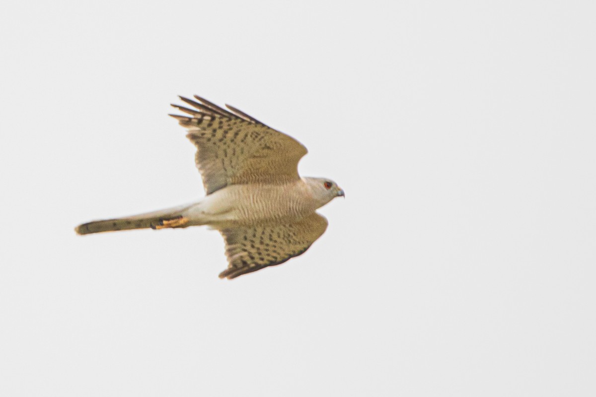 Shikra - Ömer Faruk Durdu