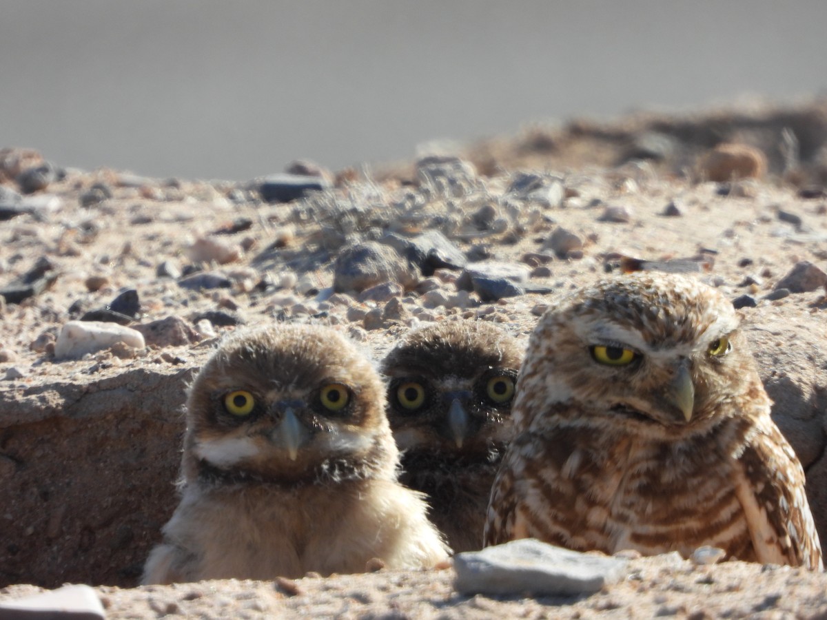 Burrowing Owl - ML582905361