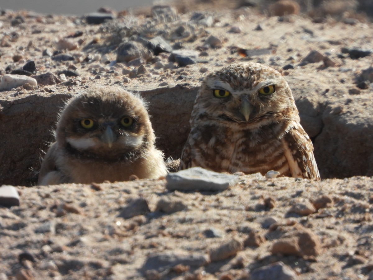 Burrowing Owl - ML582905371