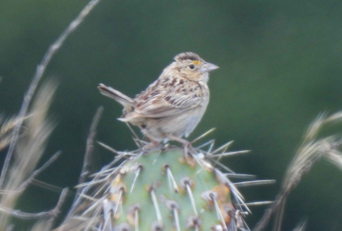 Grasshopper Sparrow - ML582906271