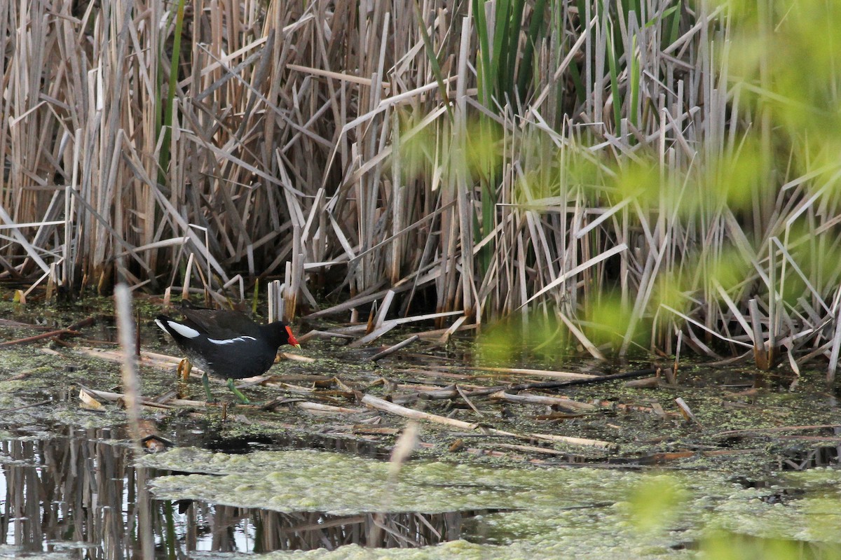 Common Gallinule - Evan Lipton