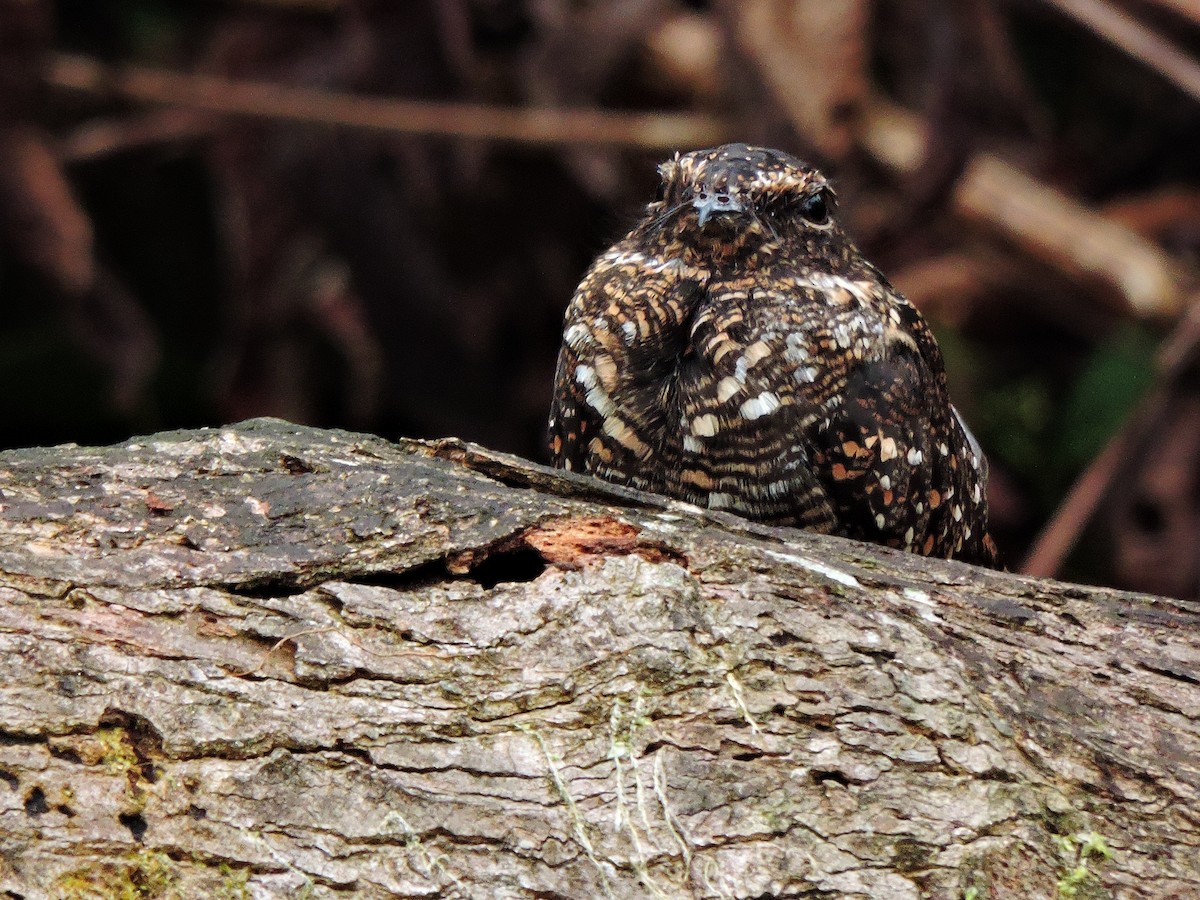 Blackish Nightjar - ML58290711