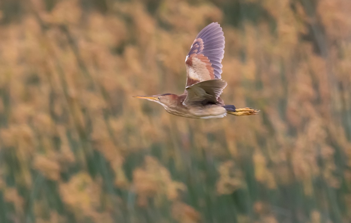 Least Bittern - ML582907171