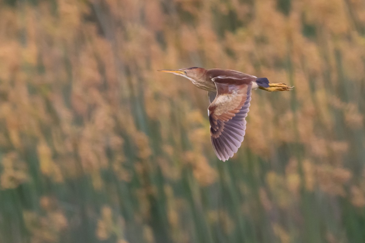 Least Bittern - ML582907181