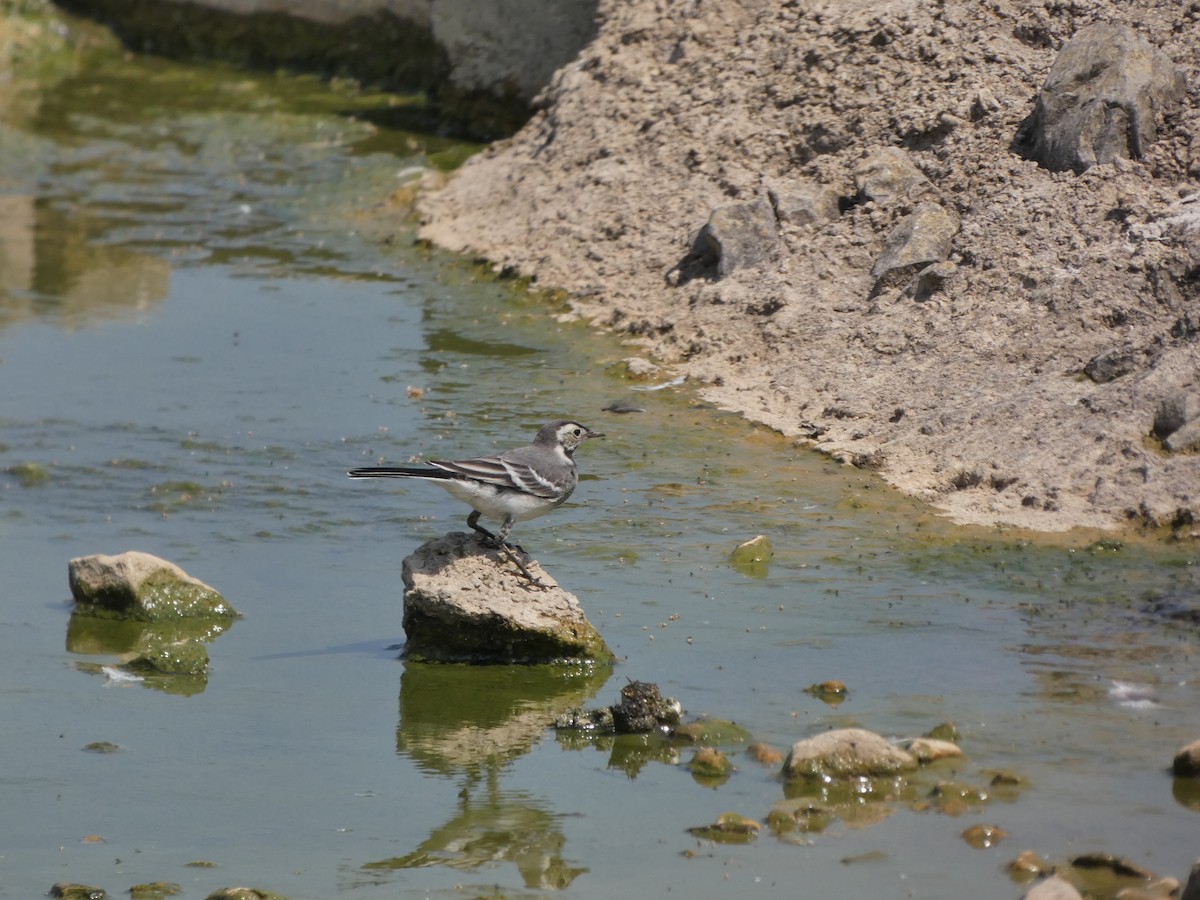 White Wagtail - Anonymous