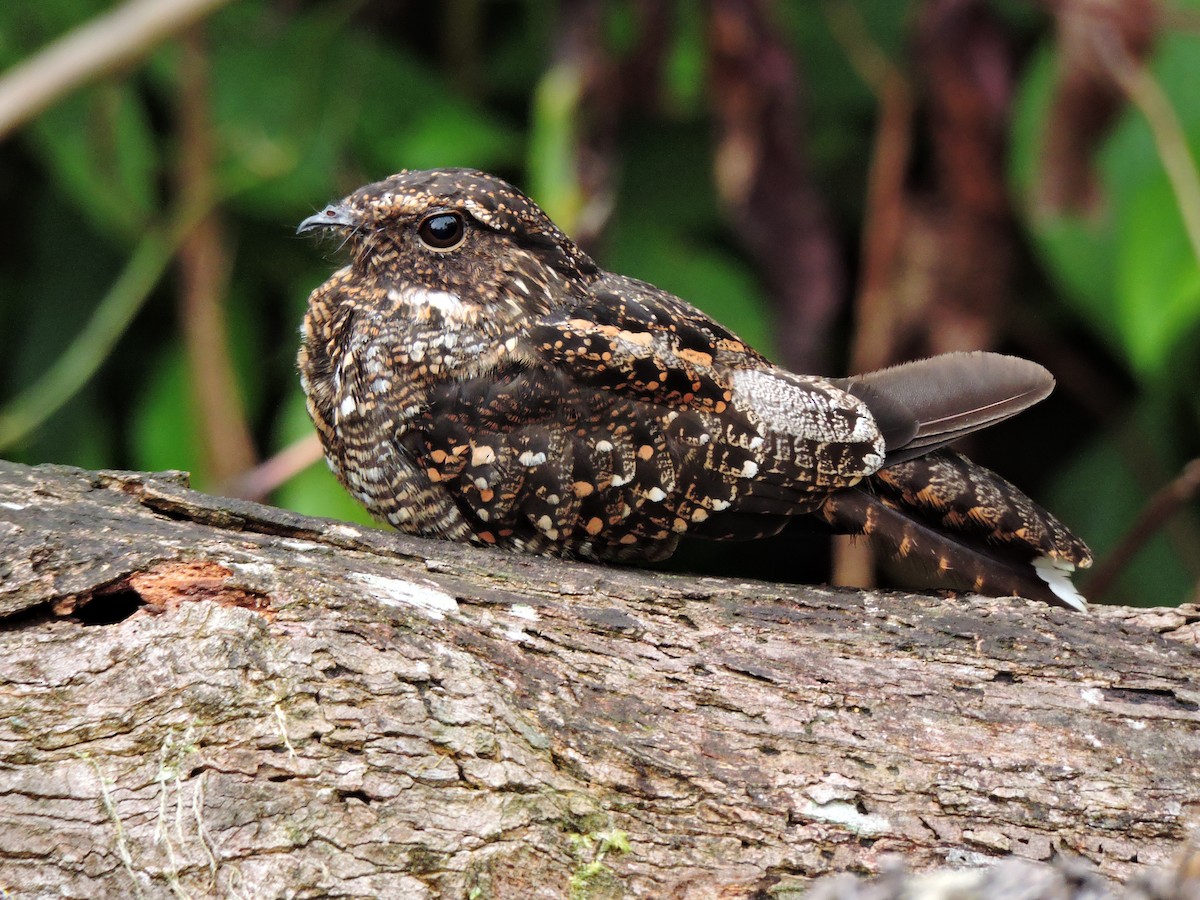 Blackish Nightjar - ML58290831