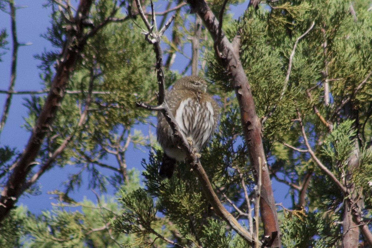 Northern Pygmy-Owl (Mountain) - ML582908891