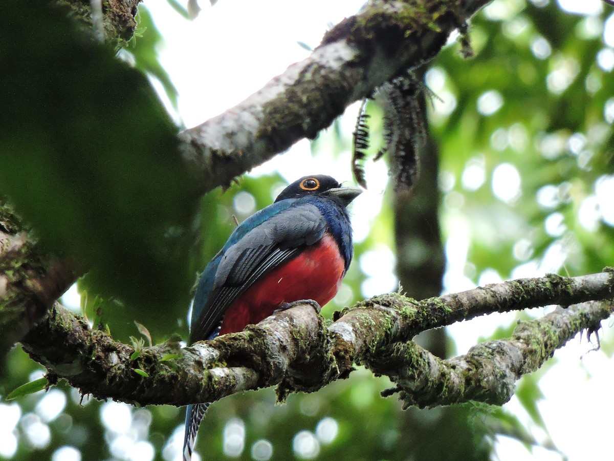 Blue-crowned Trogon - ML58290941