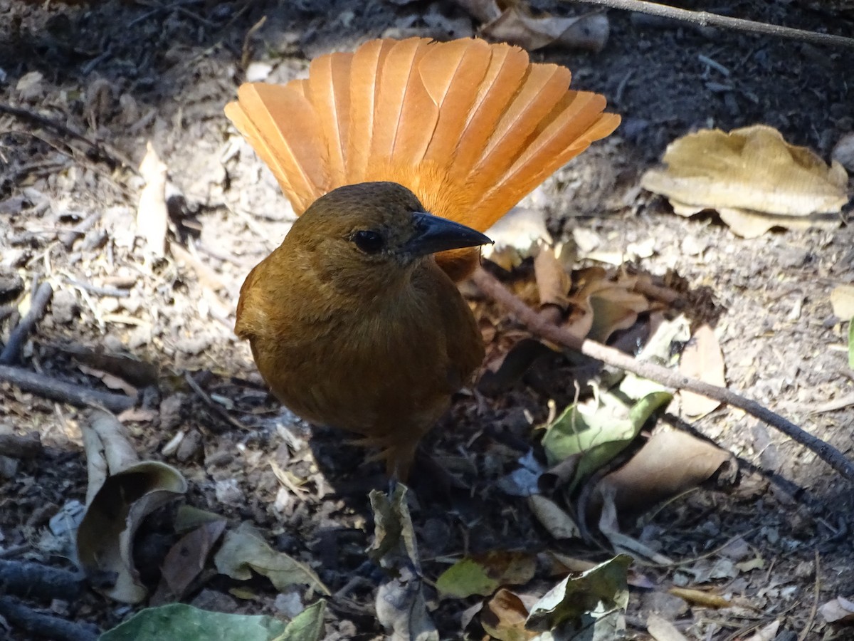 White-lined Tanager - Mirian Del Río