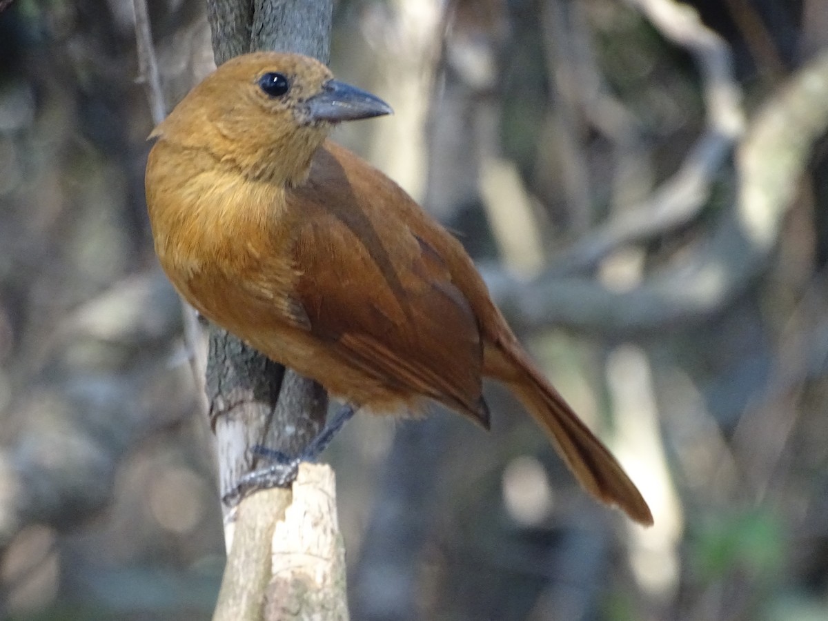 White-lined Tanager - Mirian Del Río