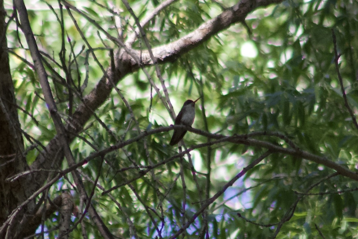 Violet-crowned Hummingbird - ML582910361