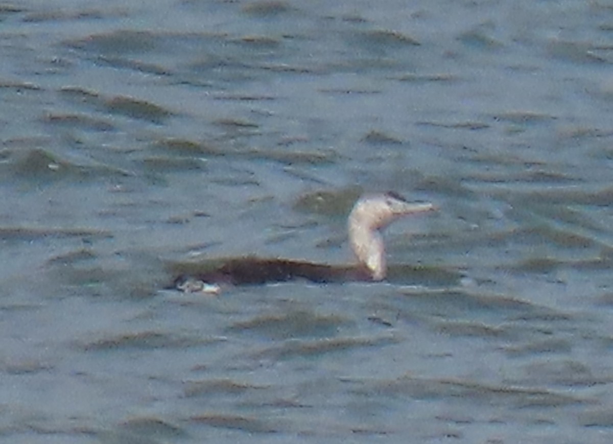 Red-throated Loon - ML582910811