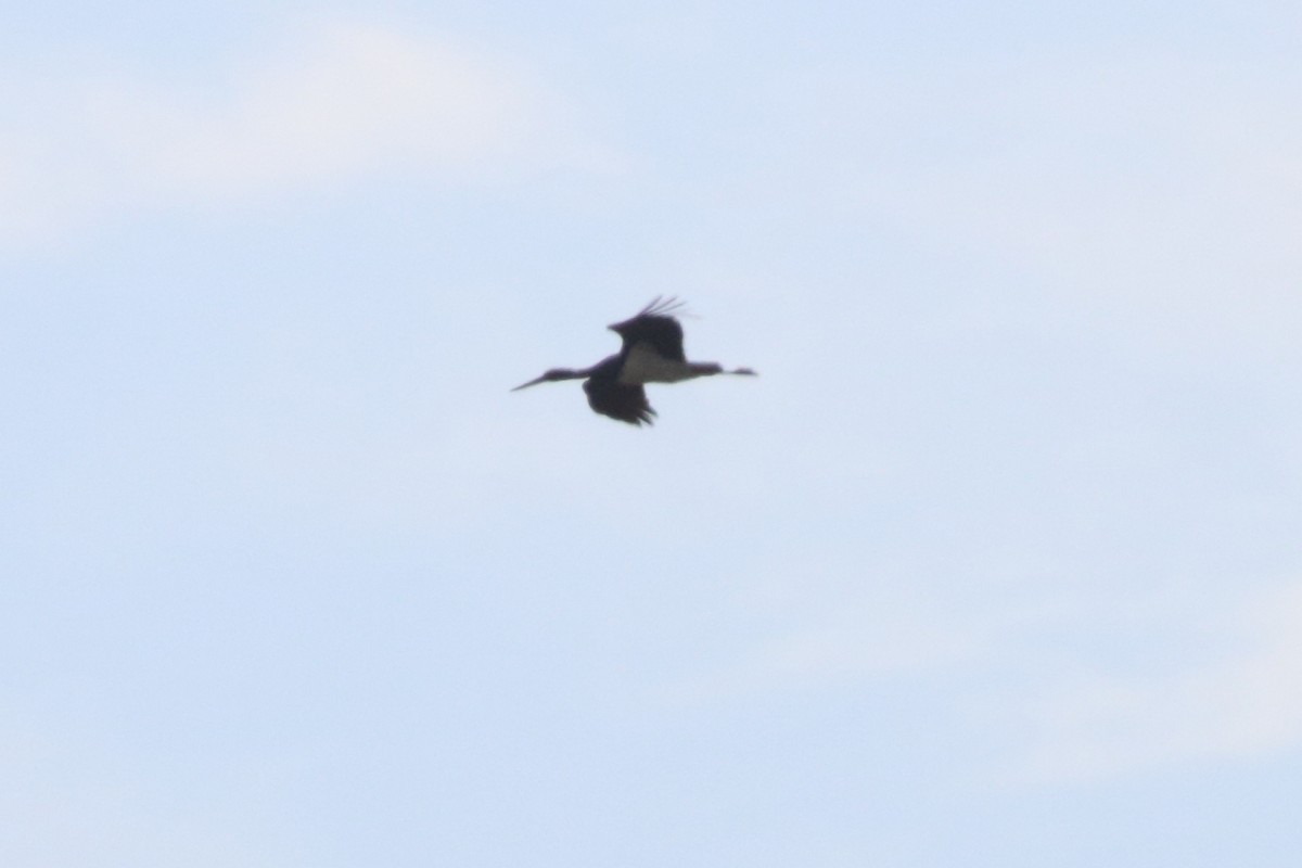 Black Stork - ML582911121