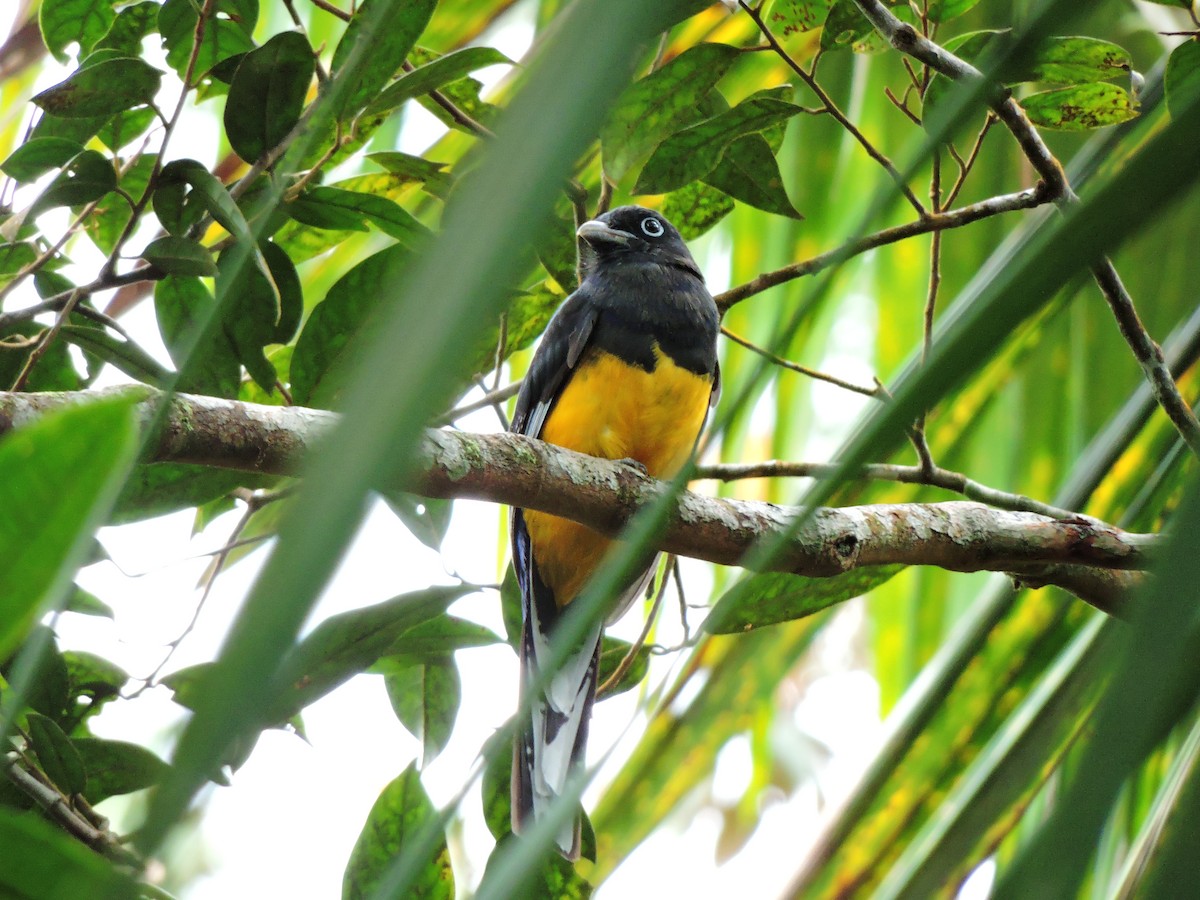 Trogon à queue blanche - ML58291151