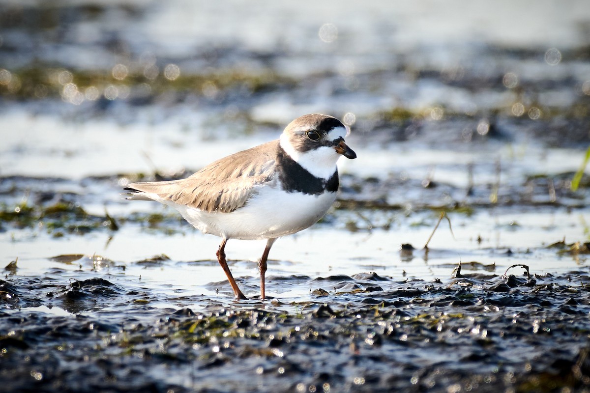 Semipalmated Plover - ML582912011