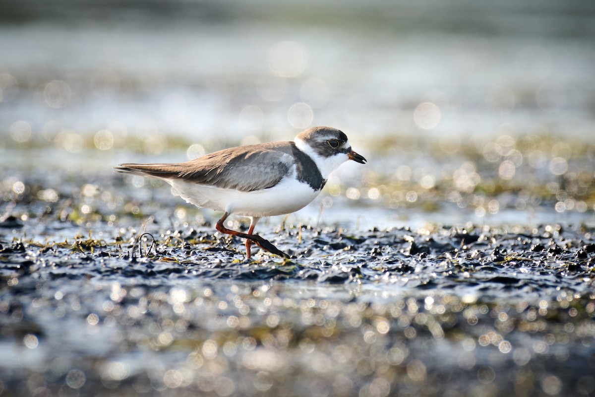 Semipalmated Plover - ML582912041
