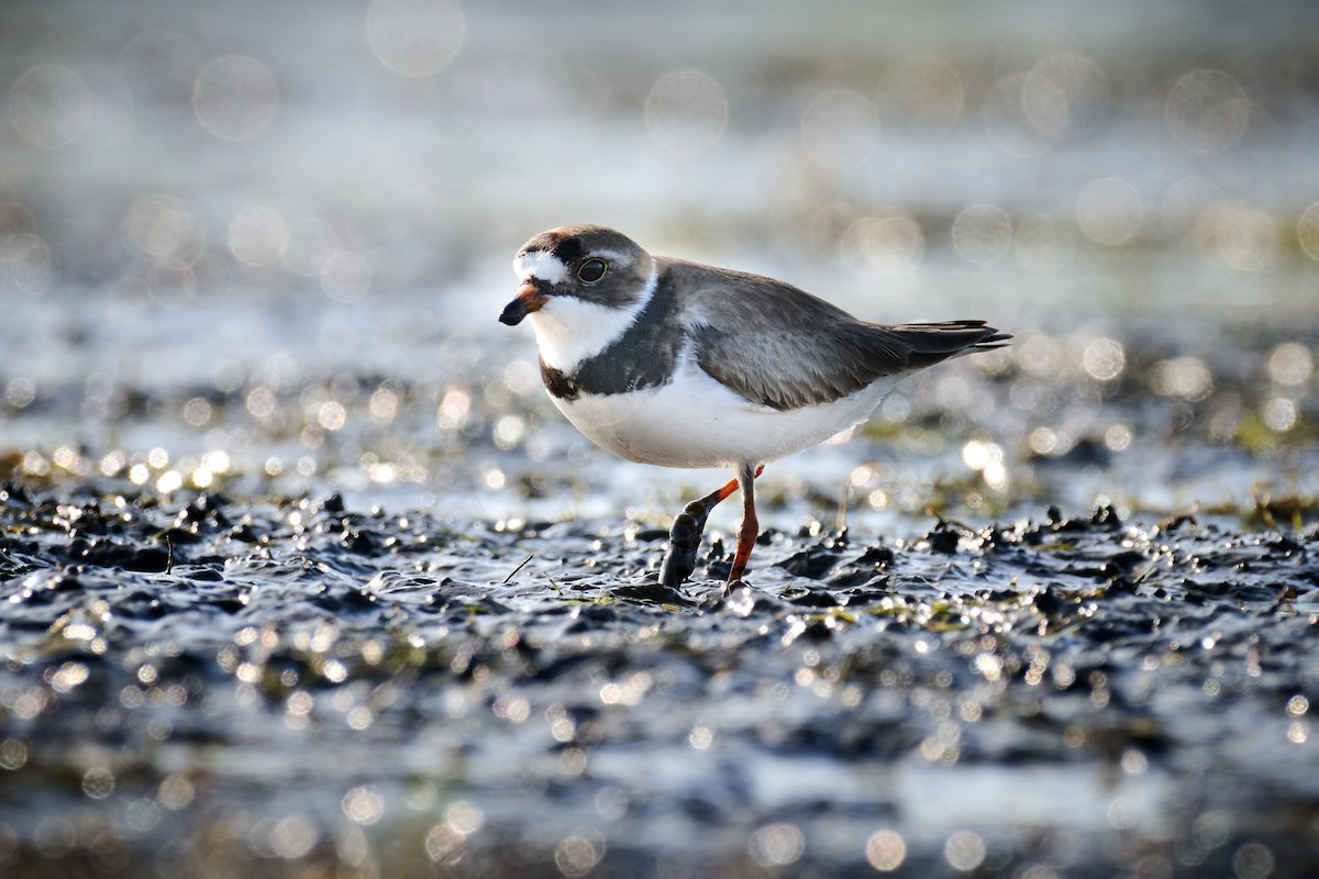 Semipalmated Plover - ML582912071