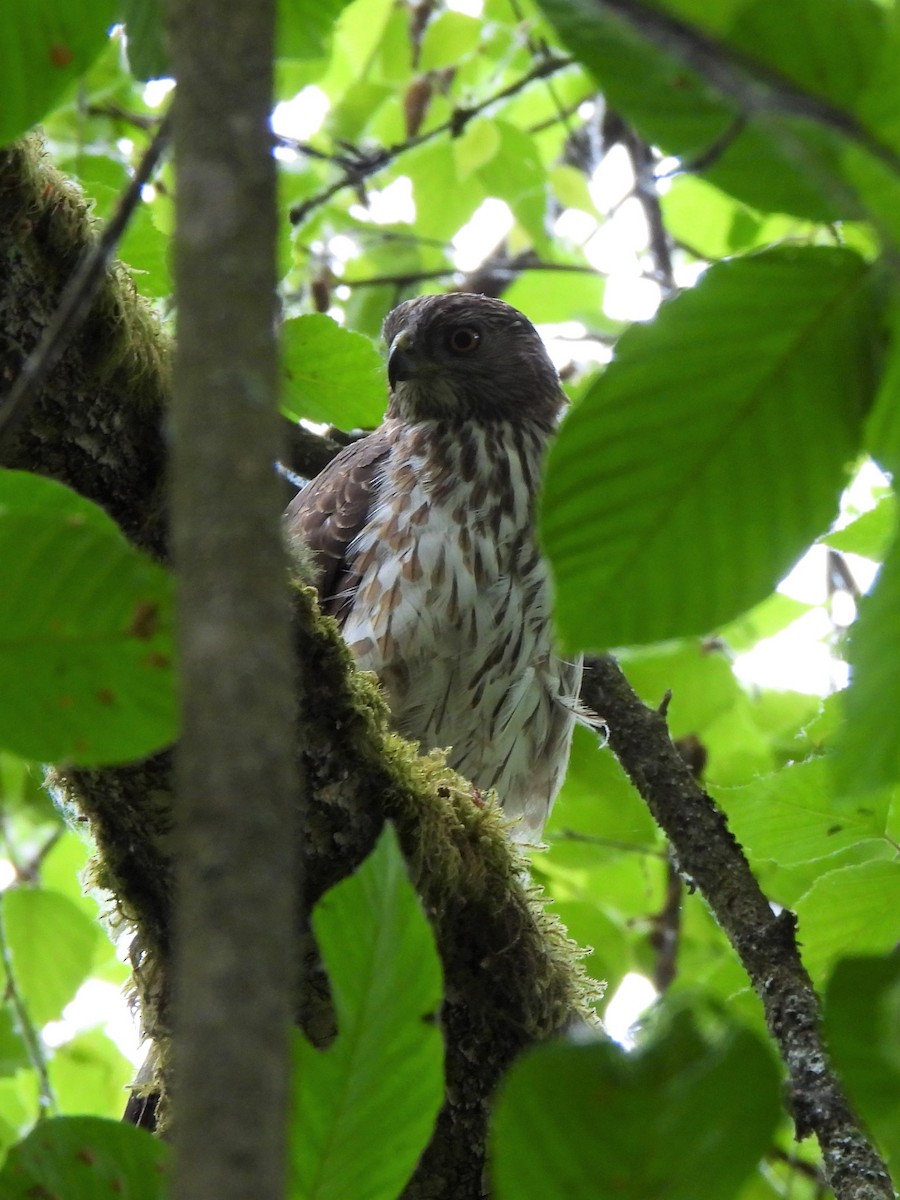 Cooper's Hawk - ML582912161