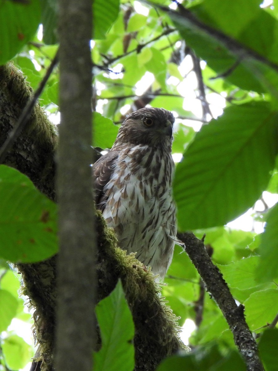 Cooper's Hawk - ML582912171