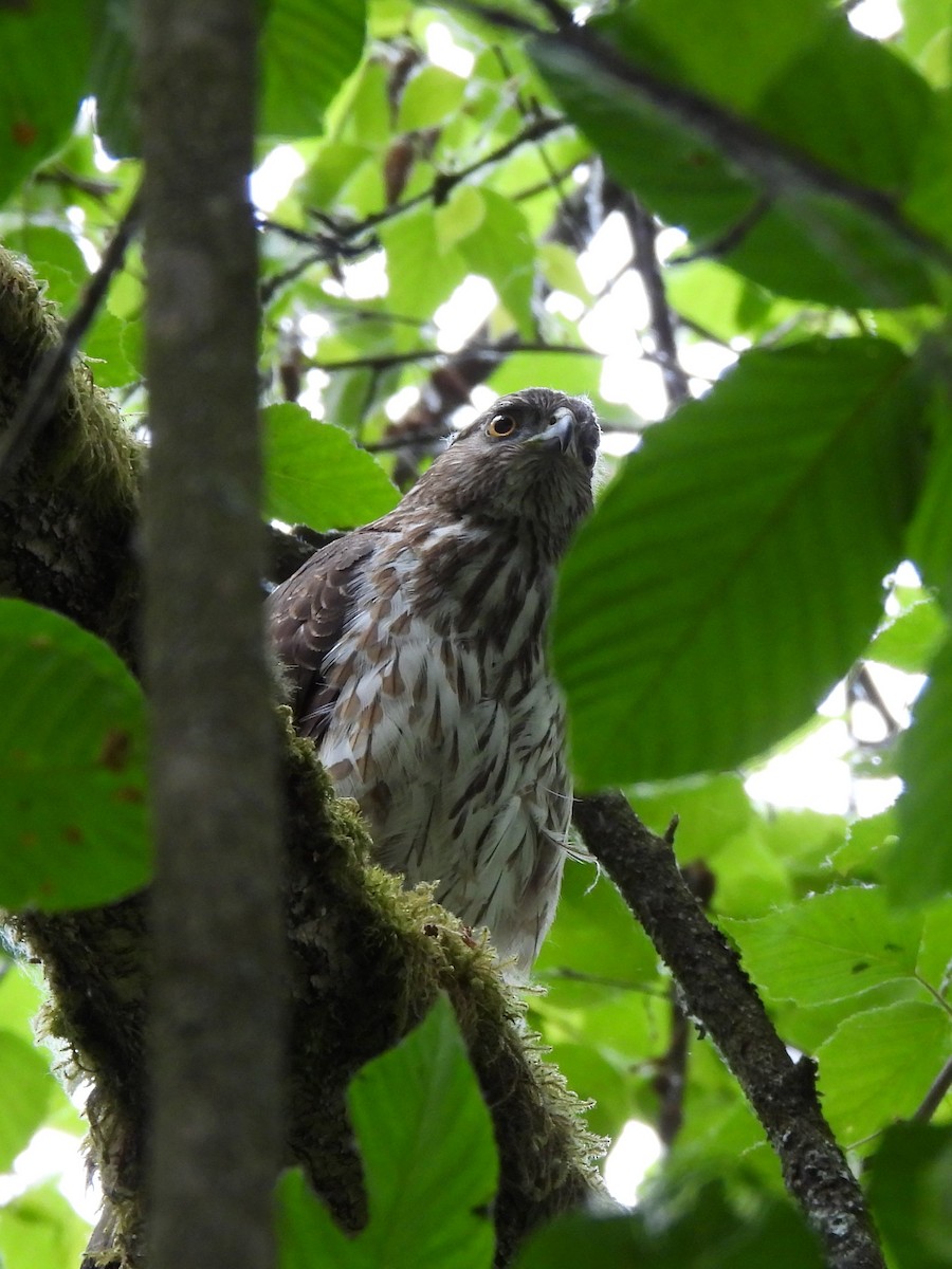 Cooper's Hawk - ML582912181