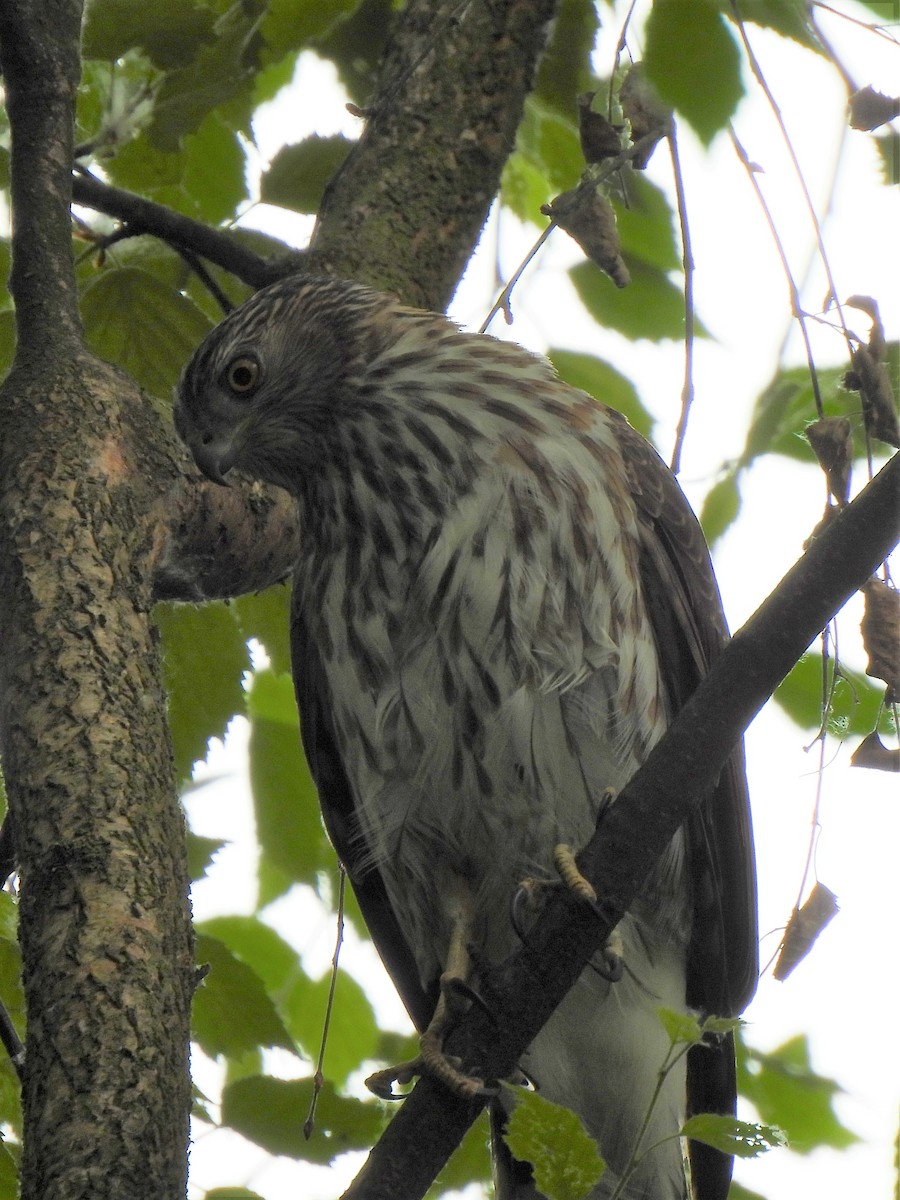 Cooper's Hawk - ML582912191