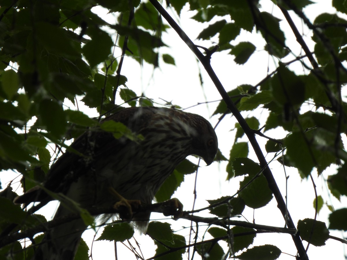 Cooper's Hawk - ML582912201