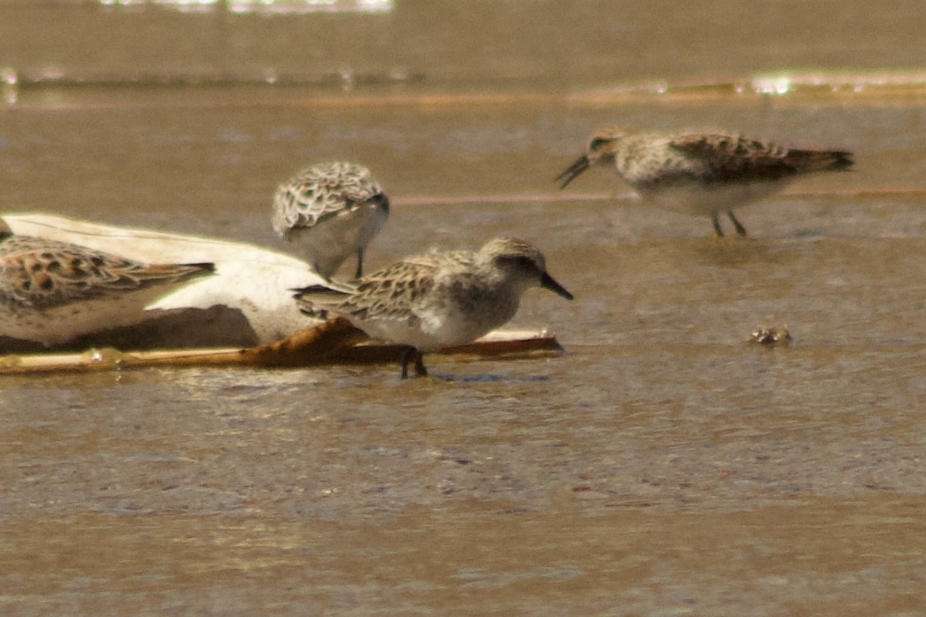 Semipalmated Sandpiper - ML582912421