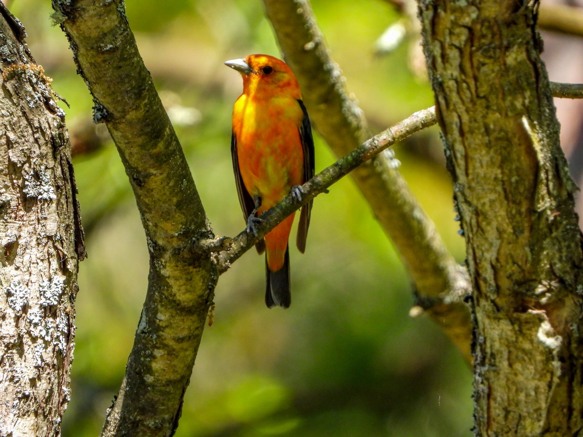 Scarlet Tanager - ML582912661