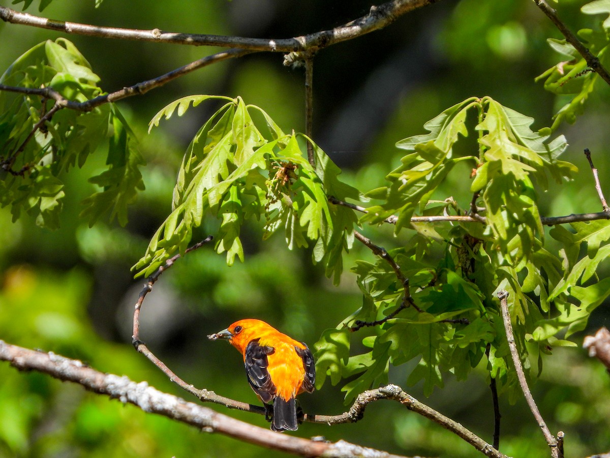 Scarlet Tanager - ML582912711