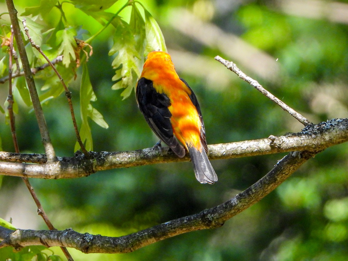 Scarlet Tanager - ML582912731