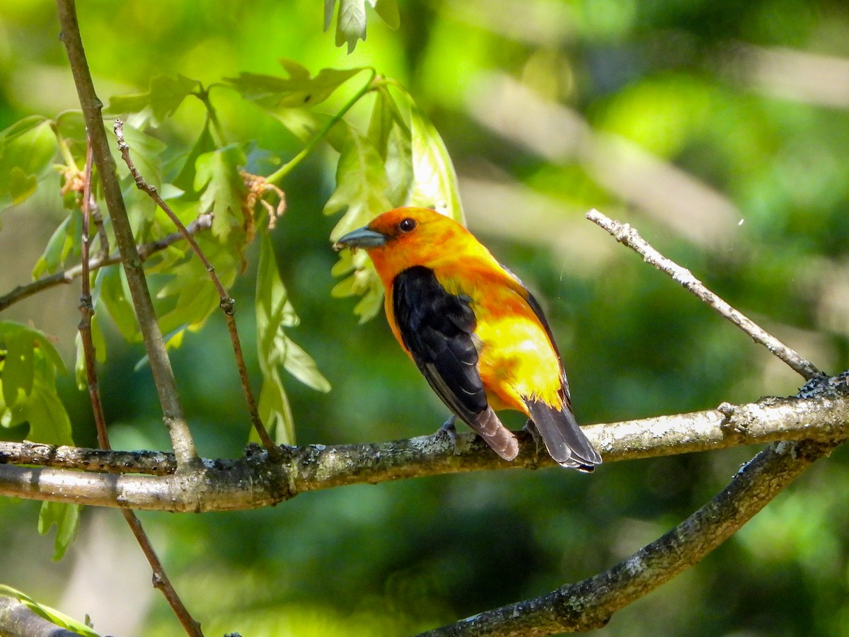 Scarlet Tanager - ML582912761