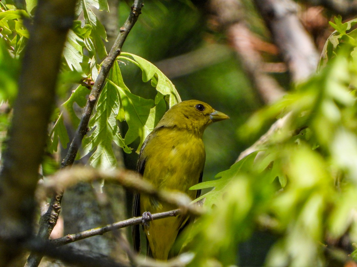 Scarlet Tanager - ML582912791