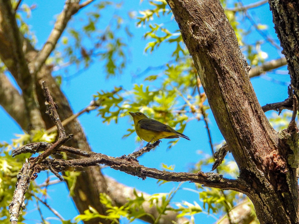Scarlet Tanager - ML582912871