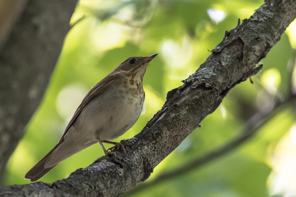 Veery - ML582914051