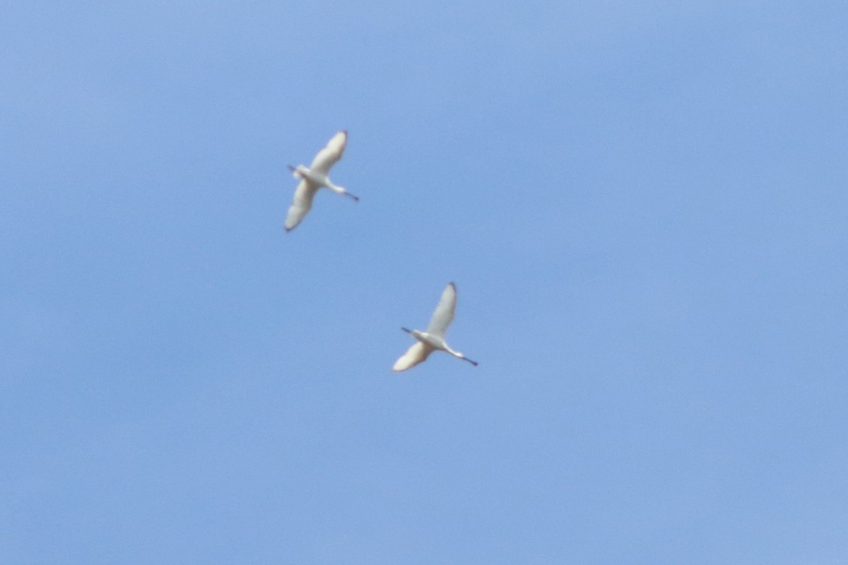 Eurasian Spoonbill - ML582914091