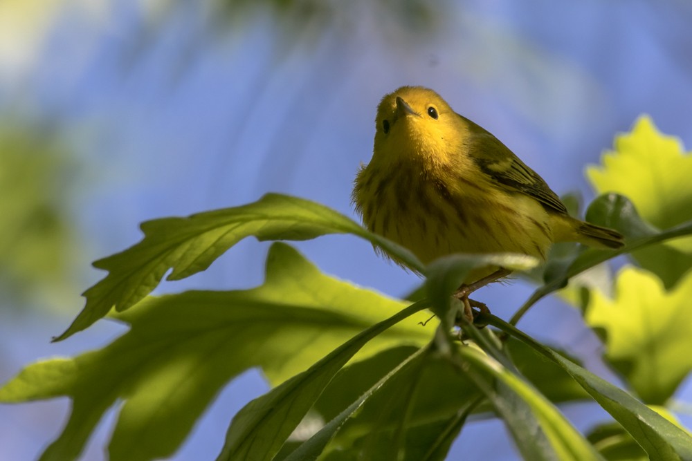 Yellow Warbler - ML582914171