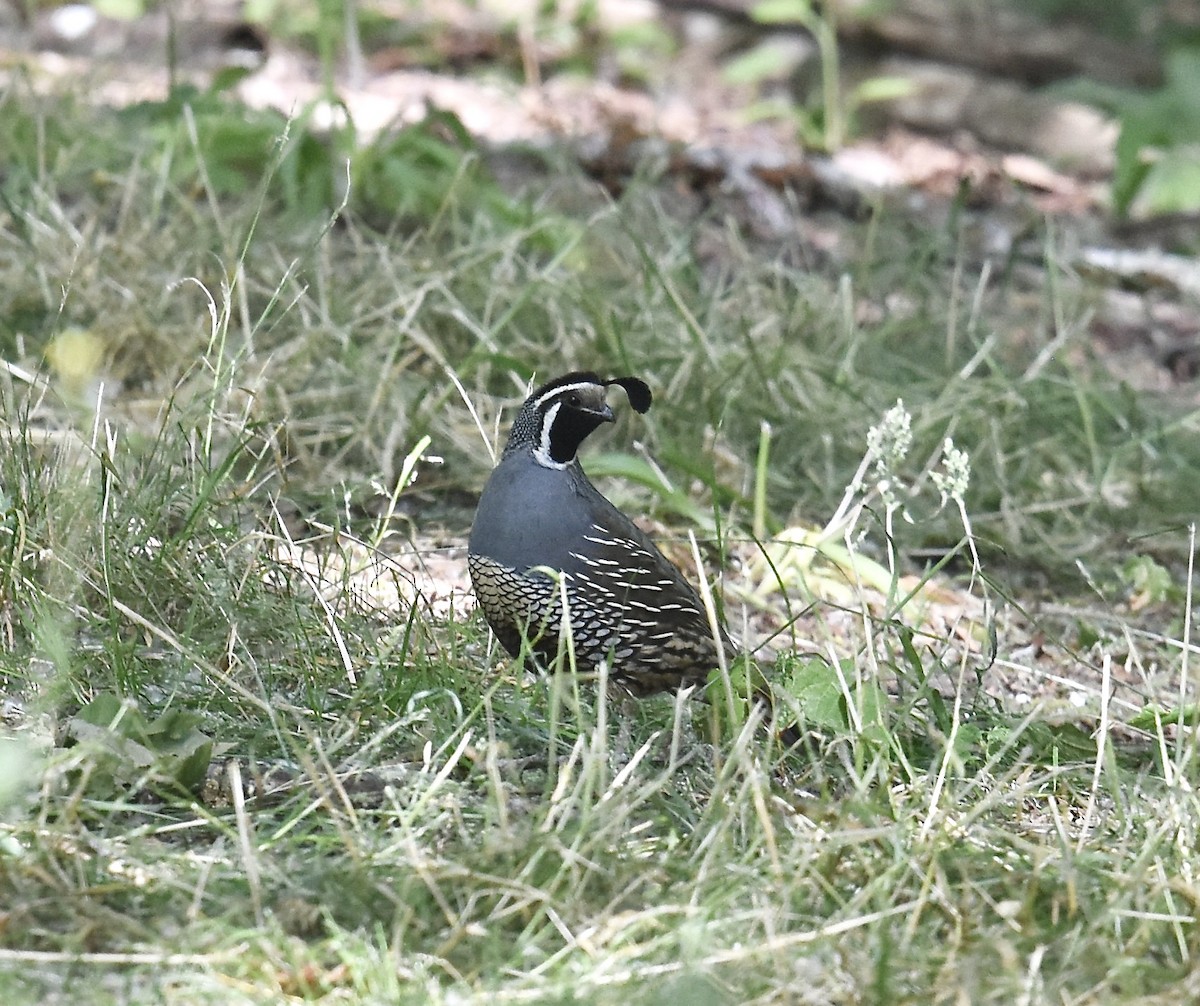 California Quail - ML582914861