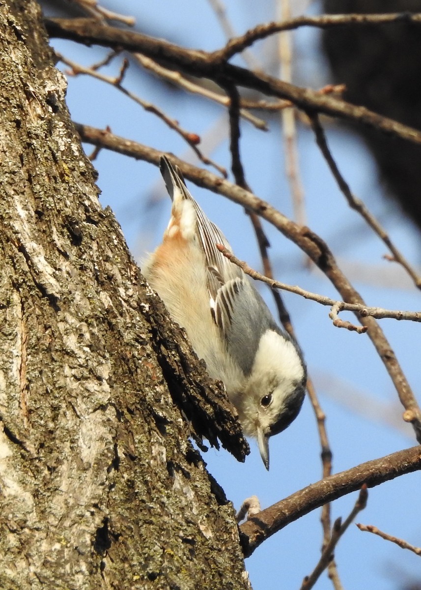 White-breasted Nuthatch - Janet Crossland