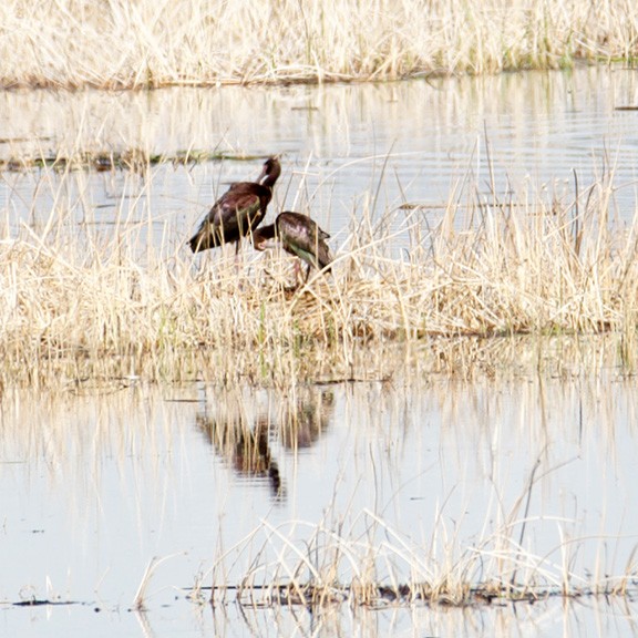 ibis americký - ML582916001