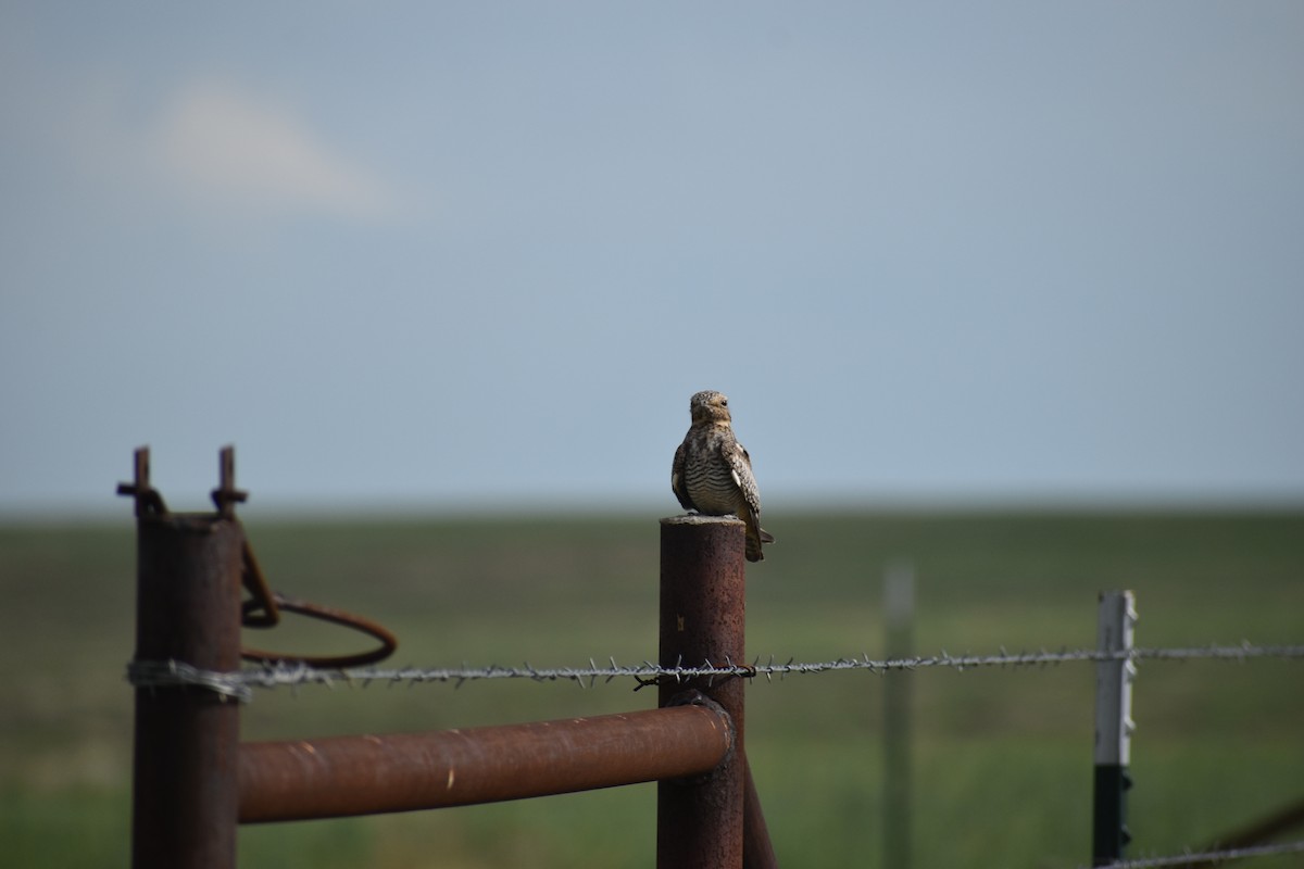 Common Nighthawk - sage church